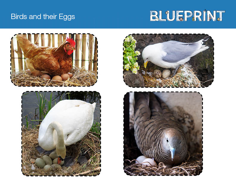 Birds and their Eggs
