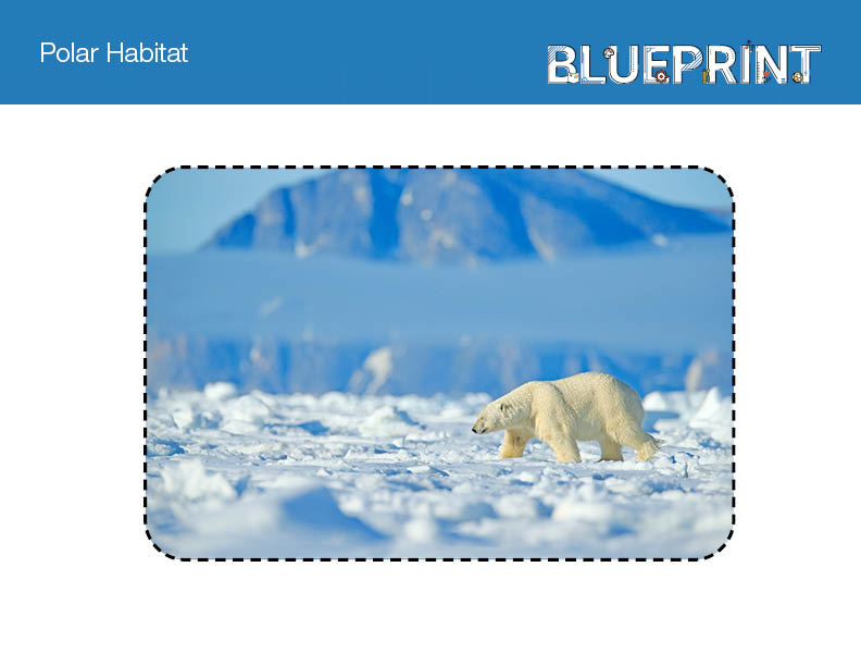 Polar habitat
