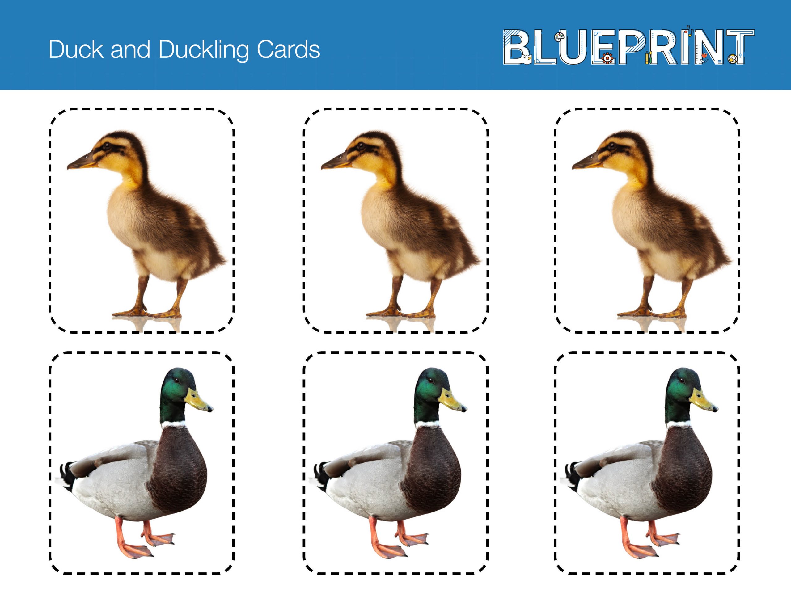 Duck and Duckling Cards